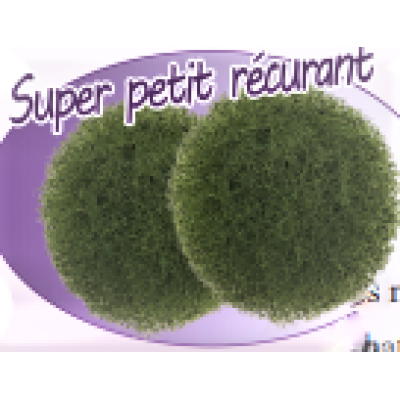 Super Petit Récurant 2 pqt/pkg