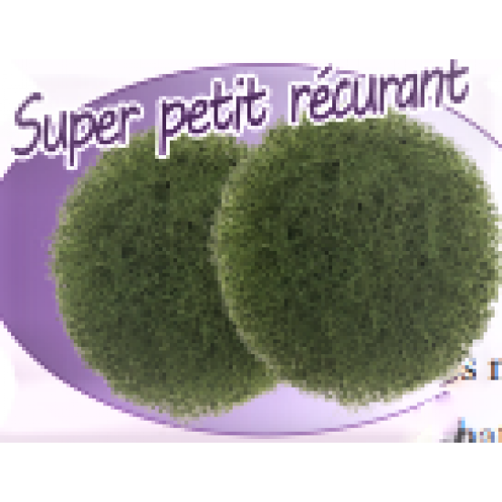 Super Petit Récurant 2 pqt/pkg 
