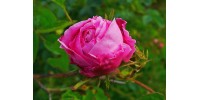 Rose centifolia, biologique Égypte 125ml