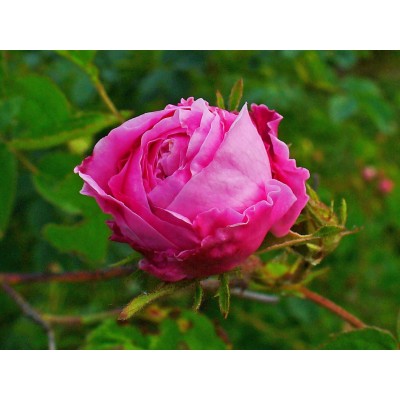 Rose centifolia, biologique Égypte 125ml